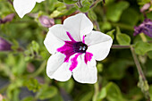 Petunia Happytoonia® 'Picotee Purple'