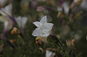 Petunia hybr. Happytoonia White 