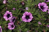 Petunia Littletunia Breezy Pink 