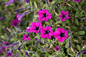 Petunia Littletunia Purple