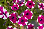 Petunia Prettytoonia® 'Purple Star'