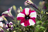 Petunia Prettytoonia® 'Up Purple White'