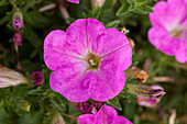 Petunia 'Baroque Pink Ray'