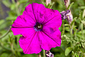 Petunia Purple Ray