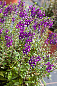 Angelonia angustifolia 'Alonia Big Indigo' 