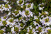 Scaevola saligna 'White Blessing'