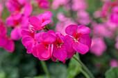 Pelargonium zonale PAC® 'Antique Violet