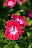 Pelargonium grandiflorum PAC® Bermuda® 'Cherry'