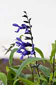 Salvia guaranitica 'Black and Blue'