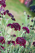 Scabiosa atropurpurea 'Blackberry Scoop'