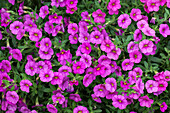 Calibrachoa, pink