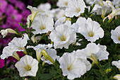 Petunia Cascadias White