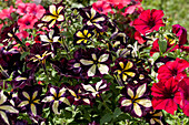 Petunia Crazytunia Star Jubilee