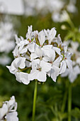 Pelargonium zonale 'Fireworks® White'