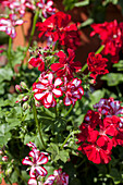 Pelargonium peltatum 'Global Stars and Stripes'