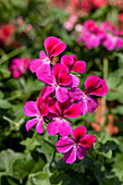 Pelargonium peltatum 'Happy Face® Magenta'