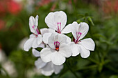 Pelargonium peltatum Happy Face® White