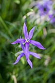 Isotoma axillaris 'Blue Star'