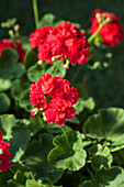 Pelargonium zonale PAC® 'Little Lady® Cherry'