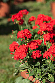 Pelargonium zonale PAC® 'Little Lady® Scarlet'