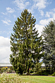 Picea abies 'Pendula'