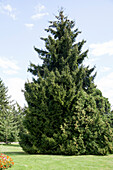 Picea orientalis