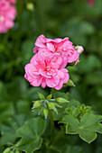Pelargonium peltatum PAC® 'Pink Sybil'®