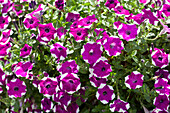 Petunia 'Purple Star'