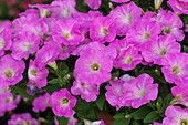 Petunia 'Baroque Pink Ray'