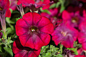 Petunia 'Bordeaux Ray'