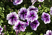 Petunia 'Purple Vein Ray'