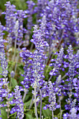 Salvia farinacea 'Sallyfun™ Blue'