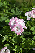 Pelargonium grandiflorum Soft Pink