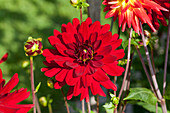 Dahlia, red