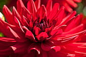 Dahlia, red