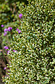 Buxus sempervirens 'Elegantissima