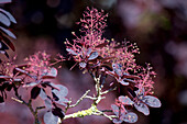 Cotinus coggygria 'Royal Purple'