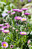 Erigeron glaucus 'Sea Breeze'®