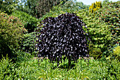 Fagus sylvatica 'Atropurpurea