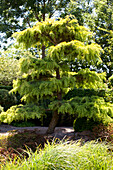 Cedrus libani 'Pendula'