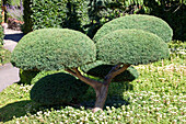 Juniperus x pfitzeriana 'Hetzii'