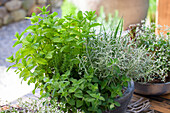 Herbs (Mentha x piperita, Origanum vulgare, Rosmarinus officinalis)