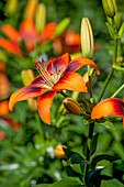 Lilium Asiatic 'Twosome