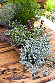 Plants in trays (Euphorbia hypericifolia and Dichondra argentea 'Silver Falls')