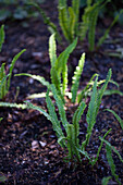 Asplenium scolopendrium 'Angustifolia'