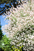 Salix integra 'Hakuro Nishiki'