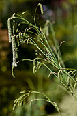 Sanguisorba tenuifolia 'Albiflora'