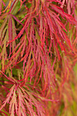 Acer palmatum 'Dissectum'