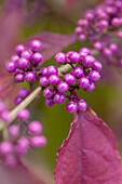 Callicarpa bodinieri var. giraldii 'Profusion'