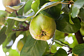Cydonia oblonga 'Konstantinopeler Apfelquitte' (Constantinople Apple Quince)